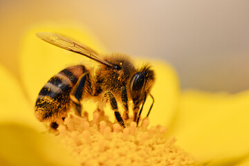 Wasp Yellow jacket, Yellow stripe things, collects pollen on a yellow flower. View Macro insect in wildlife