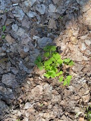 green plant growing on the ground