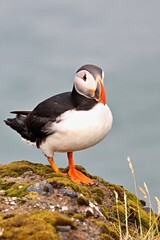 Atlantic Puffin / Fratercula arctica /, Dyrhólaey rock cliffs. Iceland.