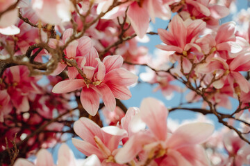 Beautiful Blooming Pink Magnolia Tree Close Up On A Sunny Day