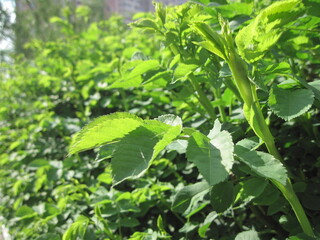 Scenic macro view of growing dog-rose in the courtyard of residential house on a sunny day in spring. Beauty of fresh bloom bush of drug plants