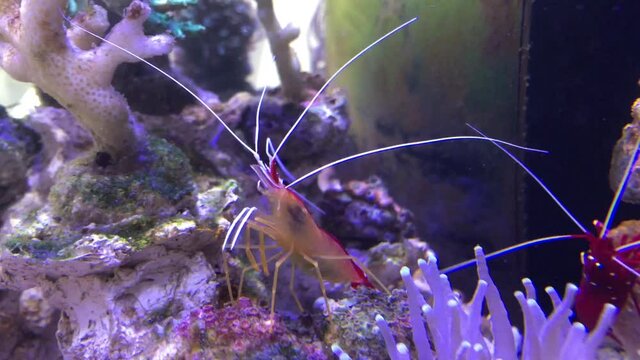 Lysmata amboinensis - Wei&szlig;band Putzergarnele im Aquarium