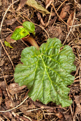Small rhubarb leaf coming trough the soil in spring