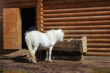 Photo of white pony eating at stable