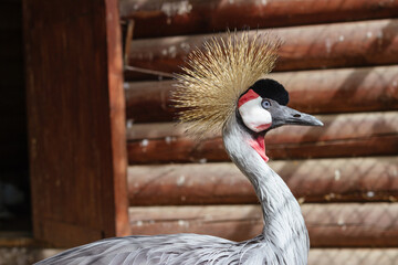 Portrait of black crowned crane at zoo