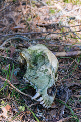 Skull of beast of prey in forest