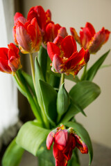 Red tulips stand in a vase on the window
