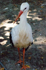 Wild white stork in the summer park