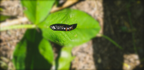 butterfly Caterpillar on leaf 