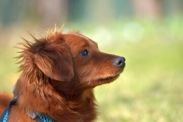 Small ginger dog of the Nevskaya Orchid breed