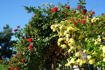  Gorgeous Red, Yellow Rose flowers in a green garden. Close-up Photo