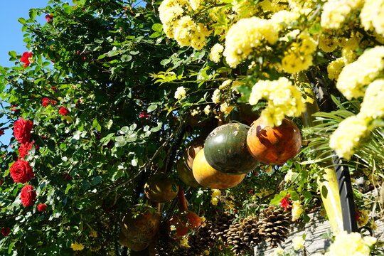 Gorgeous Red Rose and yellow Jasminum officinale L. flowers Colorful dried bottle gourds (or Calabash gourd, Flowered gourd in a green lush garden.