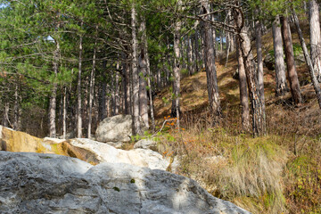 Mountain forest in Crimea