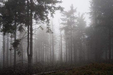 Fototapeta na wymiar Hazy pine forest on a cold, dark day