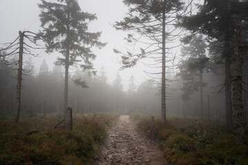 An empty, muddy road leading through a misty clearing in the forest