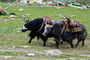 yaks in a field in Tibet