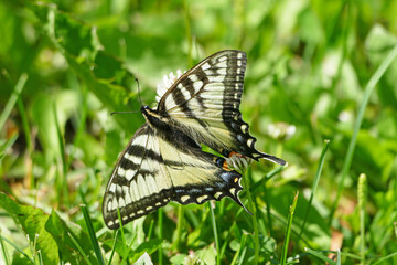 Canadian Tiger Swallowtail (Papilio canadensis) yellow butterfly with black spots