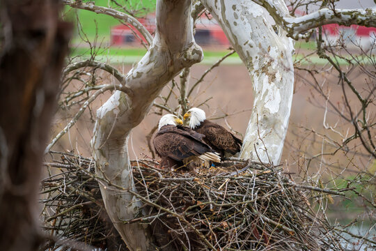 Eagles In Nest