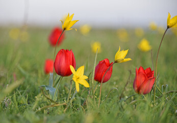 Blooming wild red and yellow tulips in green grass in spring steppe in Kalmykia