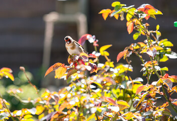 Beautiful magpie in the garden