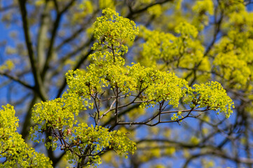 Acer platanoides Norway maple tree branches in bloom, springtime bright color green yellow flowering plant