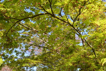 Obraz premium もみじの枝先に種子が付いて、風に揺れている珍しい風景