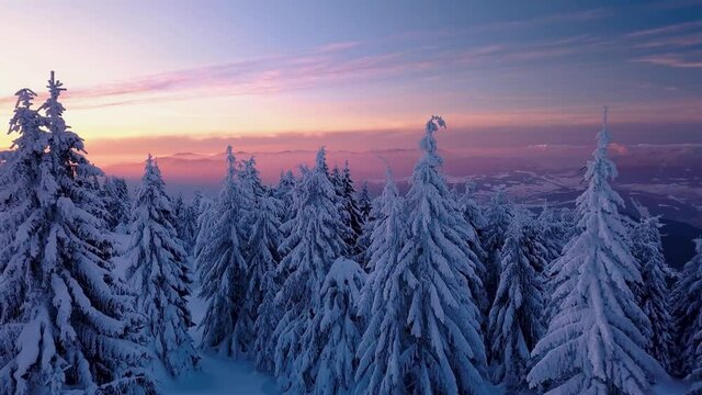 Frozen forest with snowy trees in cold winter evening nature landscape at sunset