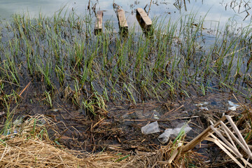 Garbage on the shore of the lake. Plastic bags and bottles pollute the environment. Wooden pallet in water. The concept of protecting and preserving the surrounding nature.