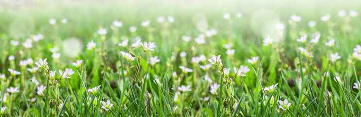 Small white flowers on green grass outdoors close-up. Spring or summer floral background.