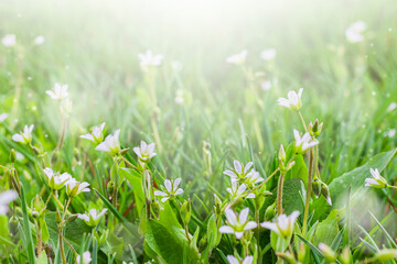 Small white flowers on green grass outdoors close-up. Spring or summer floral background.