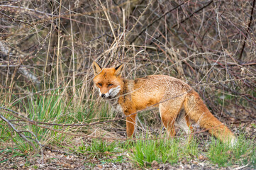 Ein Rotfuchs steht am Gebüsch