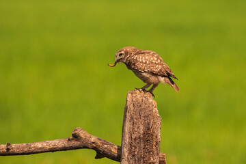 Civetta posata su un ramo