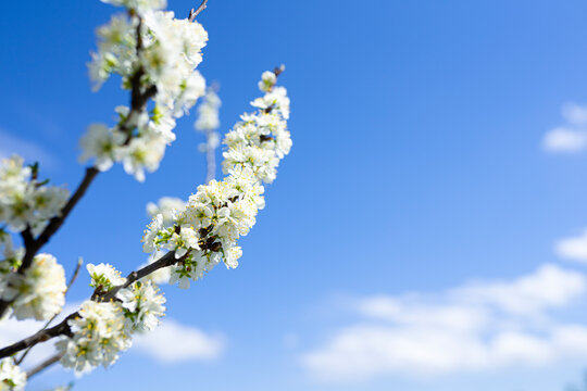 Blooming apple tree on a clear April day against the background of a blue naba with clouds. Beautiful flower image of spring nature panoramic view. copy space for text. mockup