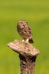 Civetta posata su un ramo