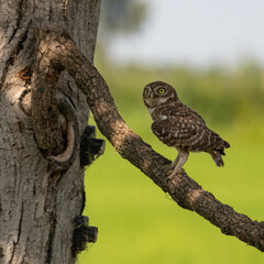 Civetta posata su un ramo