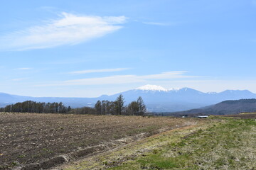 Obraz premium 群馬県 キャベツの名産地 嬬恋村 キャベツ畑 4月