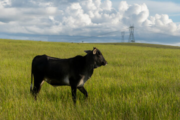 Fototapeta premium black cattle on the farm pasture