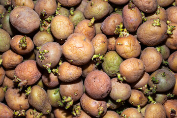 Small potato tubers with green sprouts for planting in the garden. Natural background from vegetable seedlings