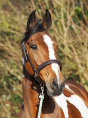 Obraz premium Skewbald Horse Headshot