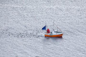 Fishermen gut the fish and the seagull eats the entrails,Helgeland,Nordland county,Norway,scandinavia,Europe
