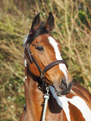 Obraz premium Skewbald Horse Headshot