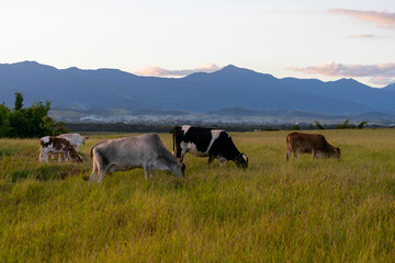white and brown nelore cattle on pasture