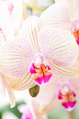 Beautiful orchid flower. House flovers. Macro view