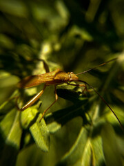 close up of a dragonfly
