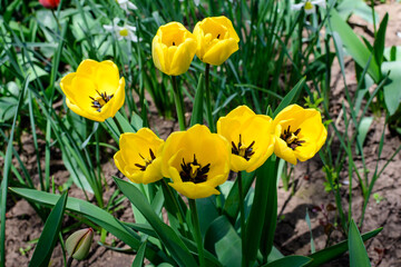 Close up of many delicate vivid yellow tulips in full bloom in a sunny spring garden, beautiful outdoor floral background photographed with soft focus.