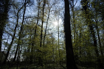 Wood at City of Zurich near Katzensee (cat lake) at springtime. Photo taken April 2st, 2021, Zurich, Swizterland.