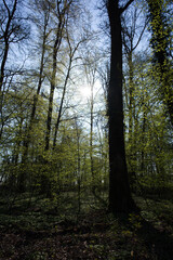 Wood at City of Zurich near Katzensee (cat lake) at springtime. Photo taken April 2st, 2021, Zurich, Swizterland.