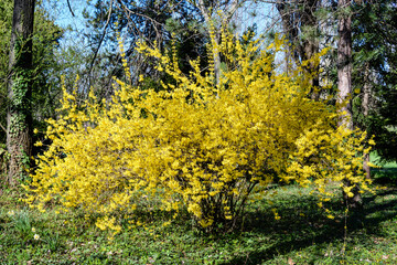 Branches of a large bush of yellow flowers of Forsythia plant known as Easter tree, in a garden in a sunny spring day, floral background photographed with soft focus.