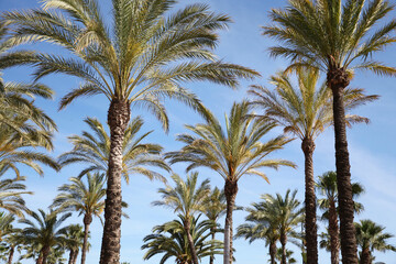 Palm trees on a sky background, travel, vacation, nature and summer holidays concept