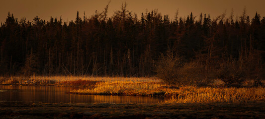 Vibrant Sunlight on Cattails in Marsh